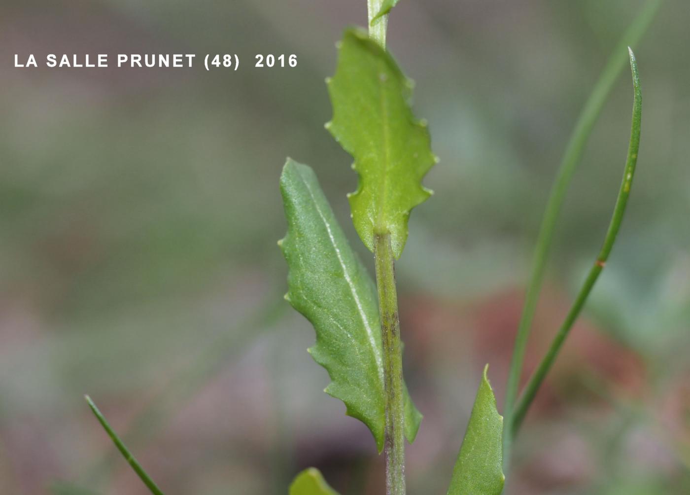 Pennycress leaf